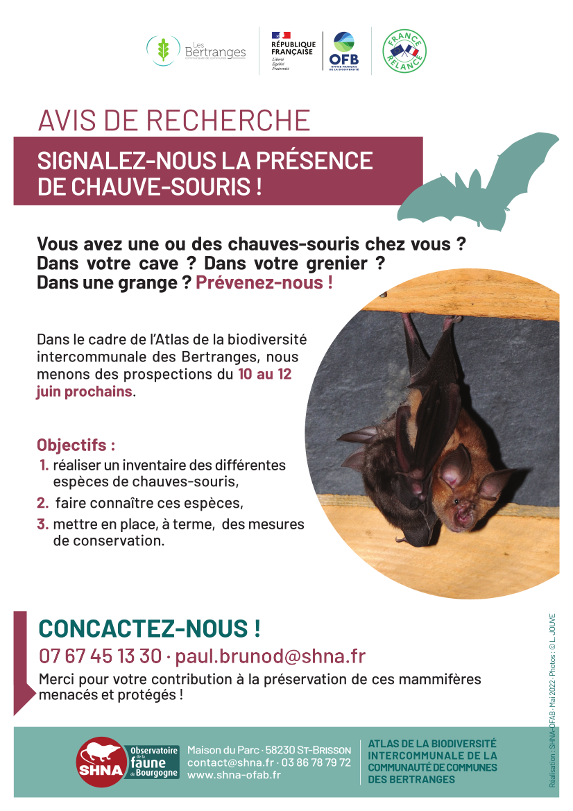 chauves-souris